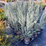 Cypruštek arizónsky (Cupressus arizonica) ´FASTIGIATA´ -  výška 90-110 cm, kont. C3L